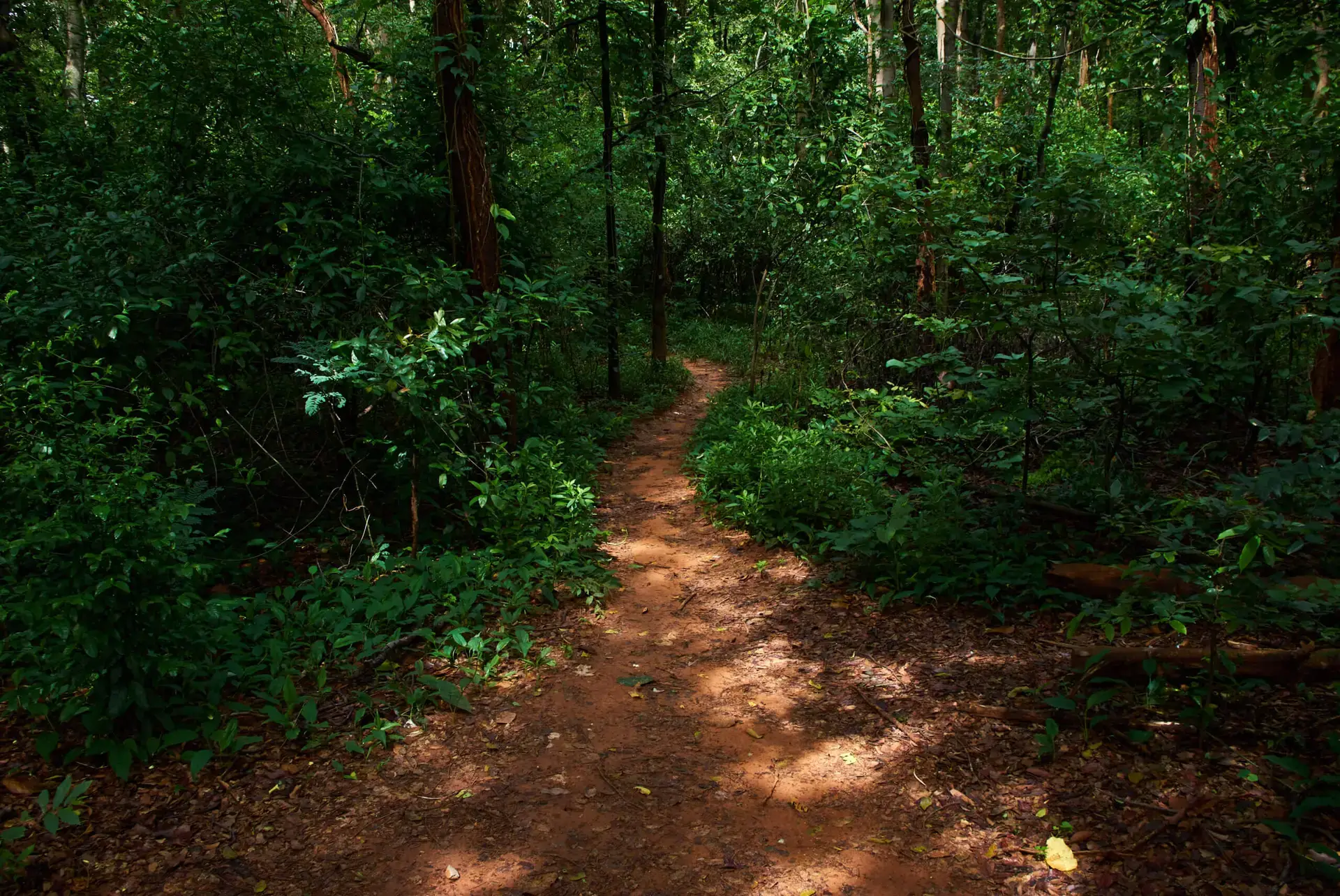 dirt pathway in forest