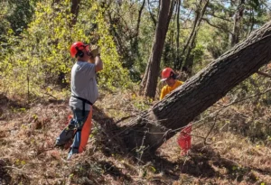 Two disaster relief volunteers use chainsaws to remove a fallen tree